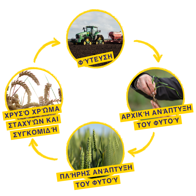 Weetabix Wheat Cycle Diagram